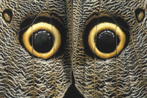 Eye spots on the outer hindwings of a giant owl butterfly Caligo idomeneus La Selva Reserve, Amazon Basin, Rio Napo drainage, Ecuador Photographed under controlled conditions
