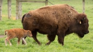 bison and baby
