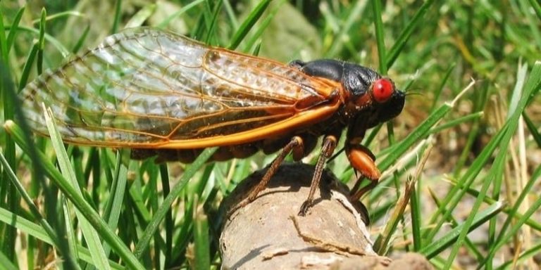 Brood X Cicadas - feature