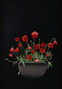 memorial day poppies
