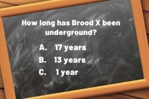 question - brood X