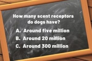 question - dog scent receptors