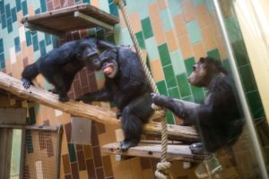 GettyImages-1232717829 Chimpanzees