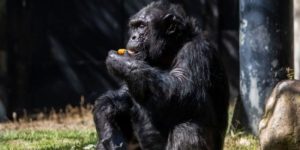 GettyImages-1333740902 Chimpanzees