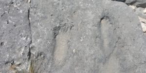 human fossil footprints