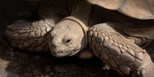 GettyImages-1231597498 tortoise