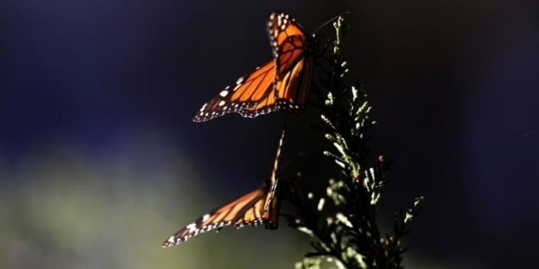GettyImages-1238137167 Monarch Butterflies