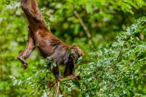 howler monkey GettyImages-1219080631