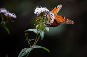 butterfly GettyImages-1238174970