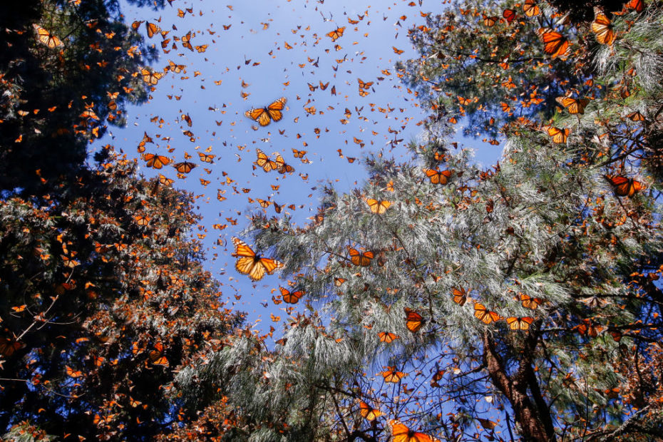 The Monarch Butterfly Makes a Surprise Return | LN GenZ