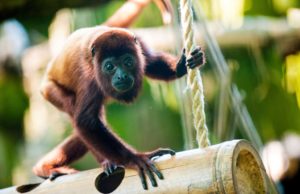 howler monkey GettyImages-1042063236