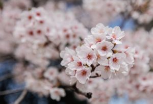 GettyImages-1239656115 cherry blossom