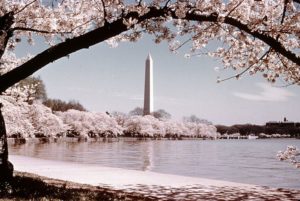 cherry blossom washington GettyImages-509383560