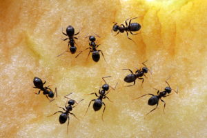ants GettyImages-548160959