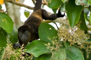 howler monkey GettyImages-907633282