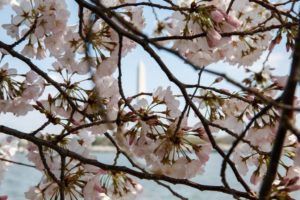 cherry blossom GettyImages-944488898
