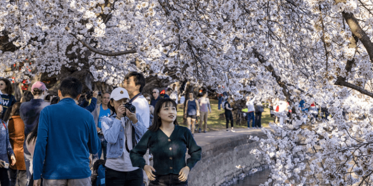 GettyImages-1386972111 Cherry Blossom Festival Washington DC