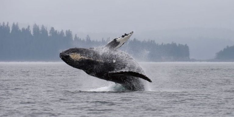 GettyImages-460403116 Humpback whale