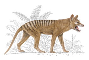 thylacine tasmanian tiger