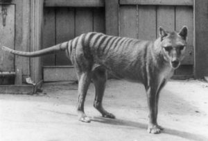 tasmanian tiger thylacine