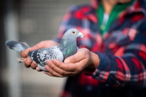 GettyImages-1057530022 carrier pigeon