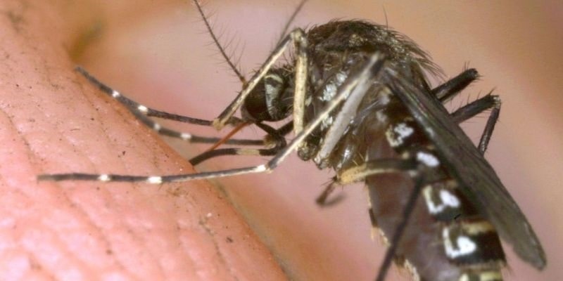 Why Mosquitos Like Some People More Than Others