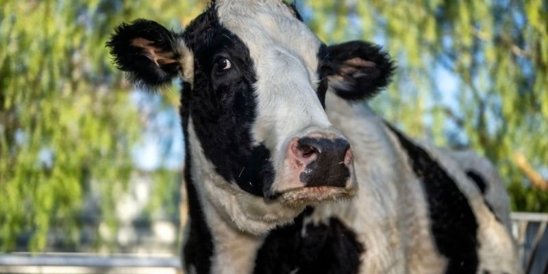 AI Masks for Cows to Combat Climate Change