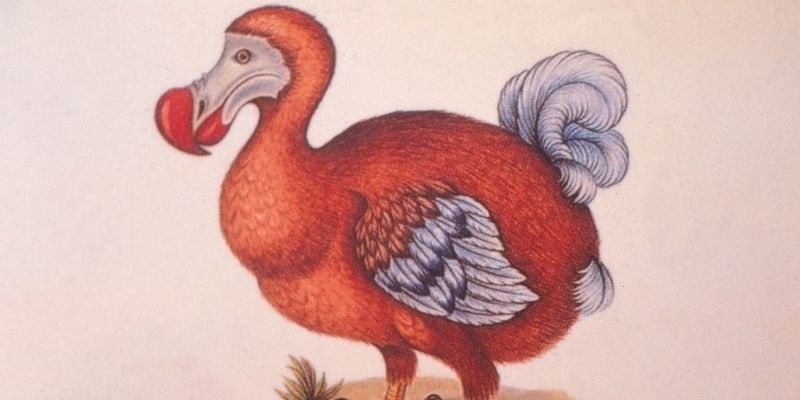 Scientists Plan to Bring the Dodo Bird Back from Extinction