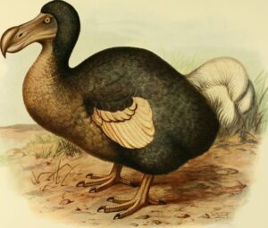 GettyImages-1067952682 (1) dodo bird