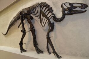 GettyImages-929321952 Hadrosaur Duckbill dinosaur skeleton from Alberta 70 million years old ROM Toronto.