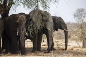GettyImages-1775033746 elephant