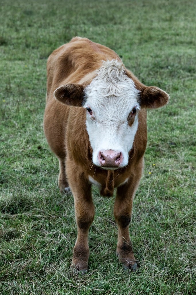 GettyImages-1198877711 cow
