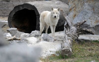 Radioactive Wolves in Chernobyl