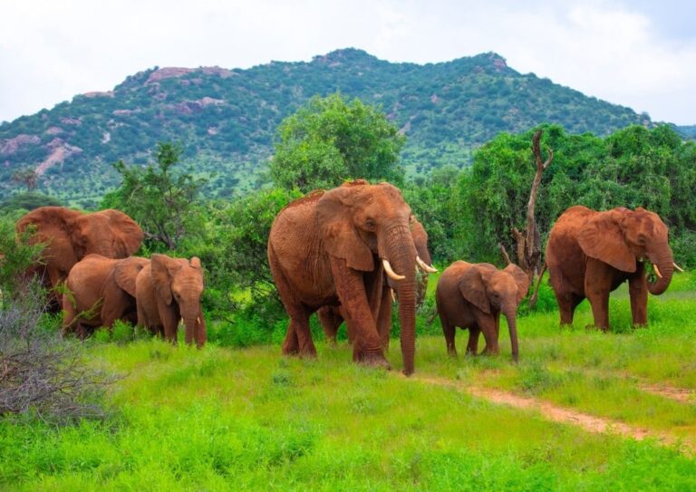 GettyImages-1835791351 elephants