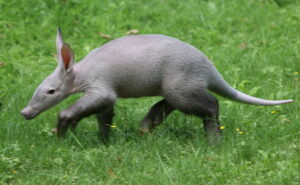 GettyImages-103245050 aardvarks