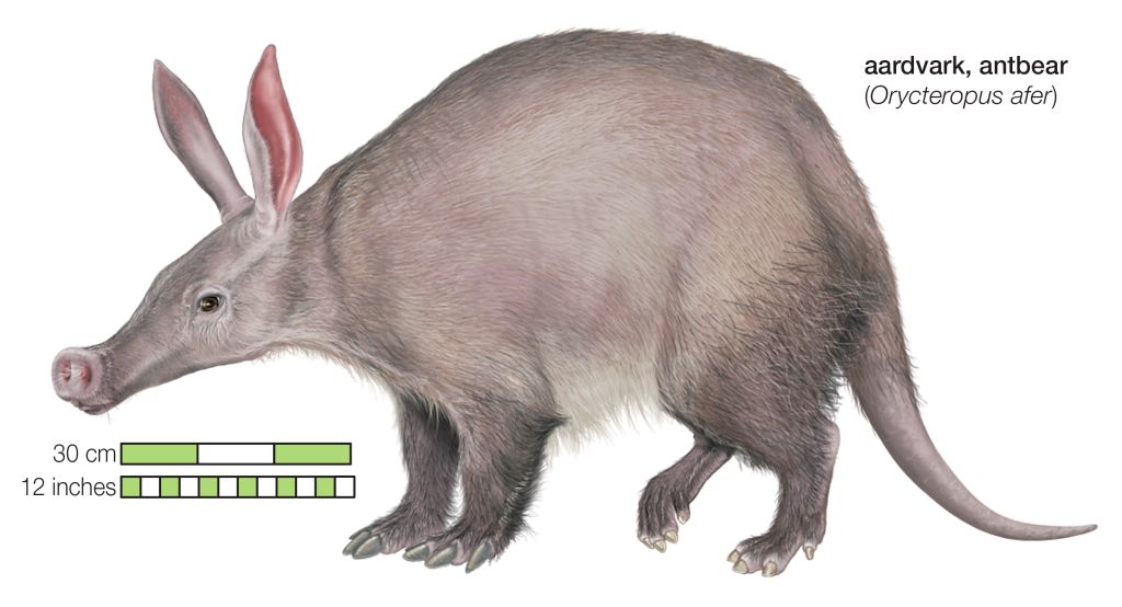 GettyImages-143079596 aardvark