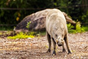 GettyImages-2166216860 pig
