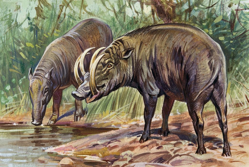 GettyImages-504679459 (1) Babirusa Pig