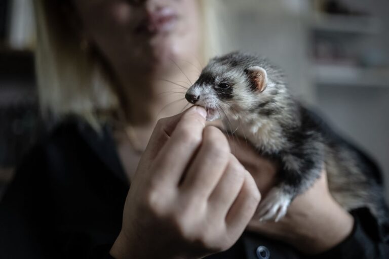 GettyImages-1741131382 ferrets