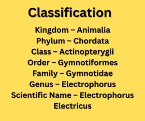 classification