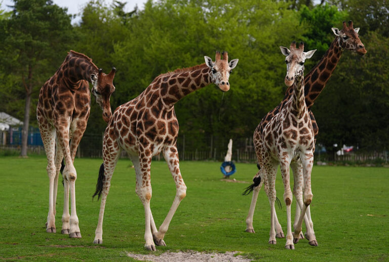 GettyImages-2212246734 giraffe