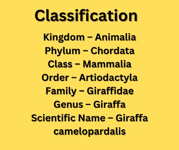 classification 2