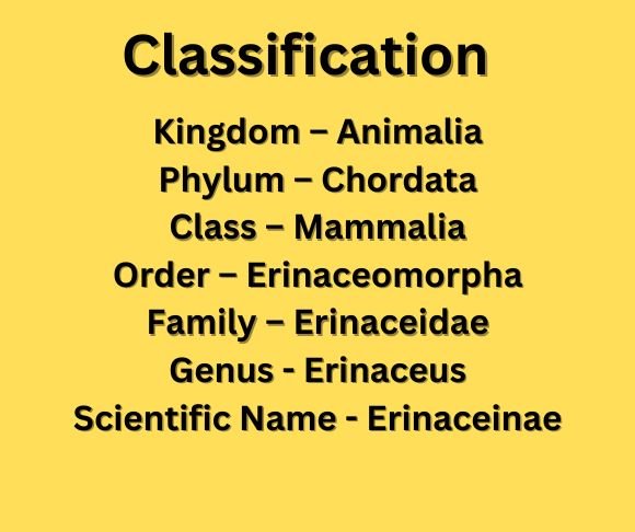 classification 3