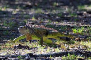 GettyImages-2195519553 iguanas