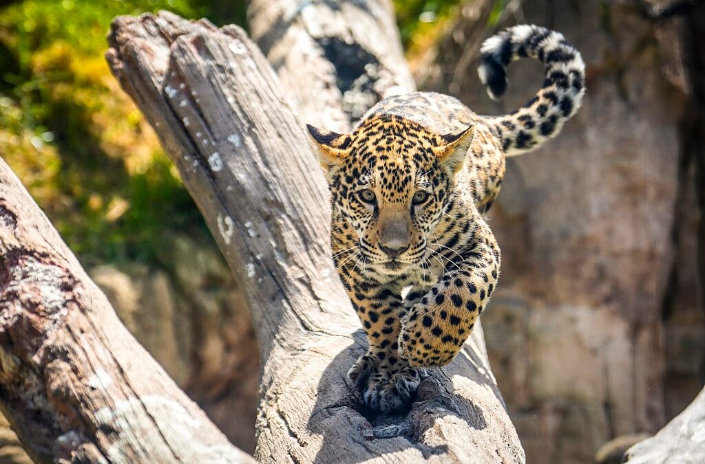 Jaguar – The Largest Cat on the American Continent