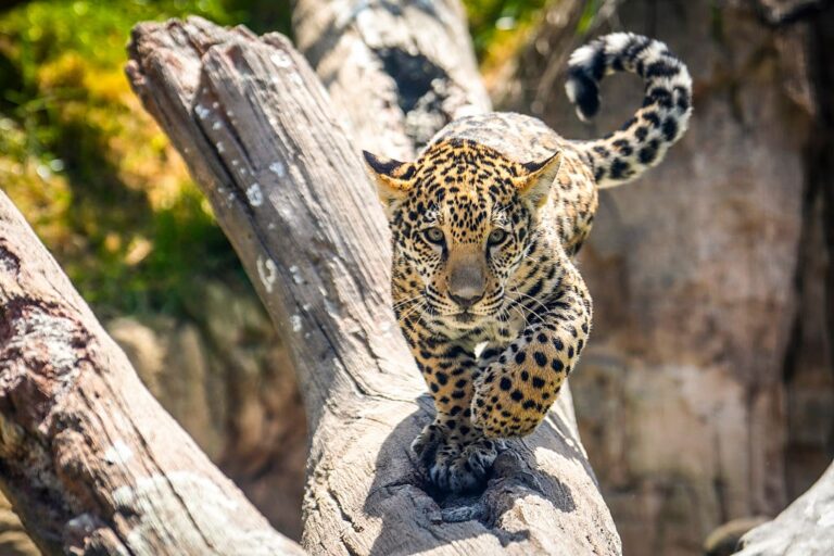 GettyImages-2211623663 jaguar