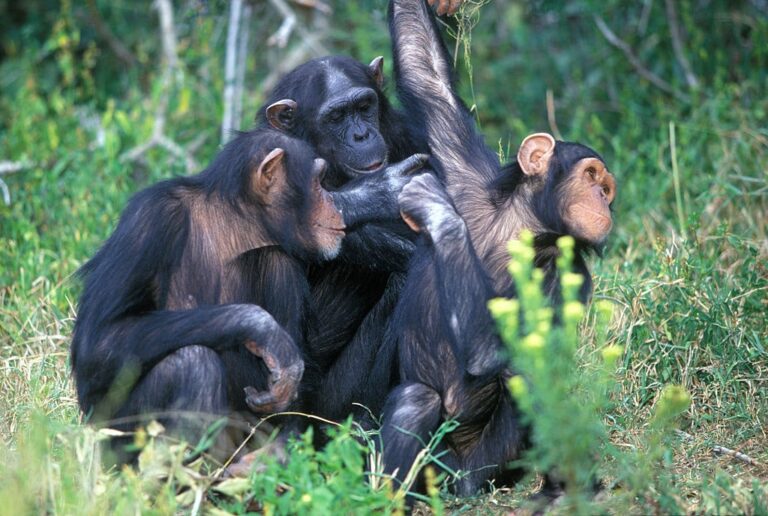 GettyImages-578260294 chimps