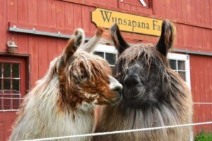 GettyImages-2059249709 llamas