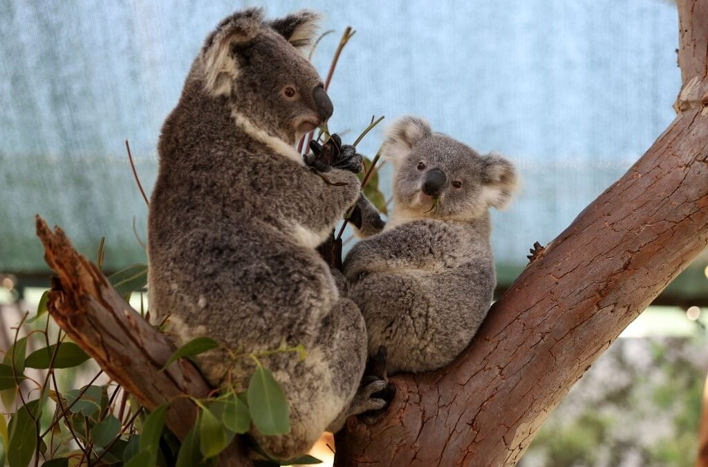 Koala – Not Koala Bear