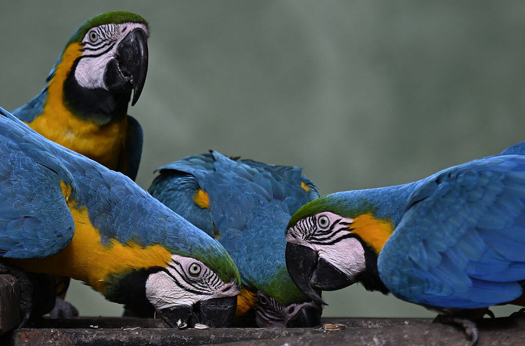 Macaws – The Intelligent, Brightly Colored Birds